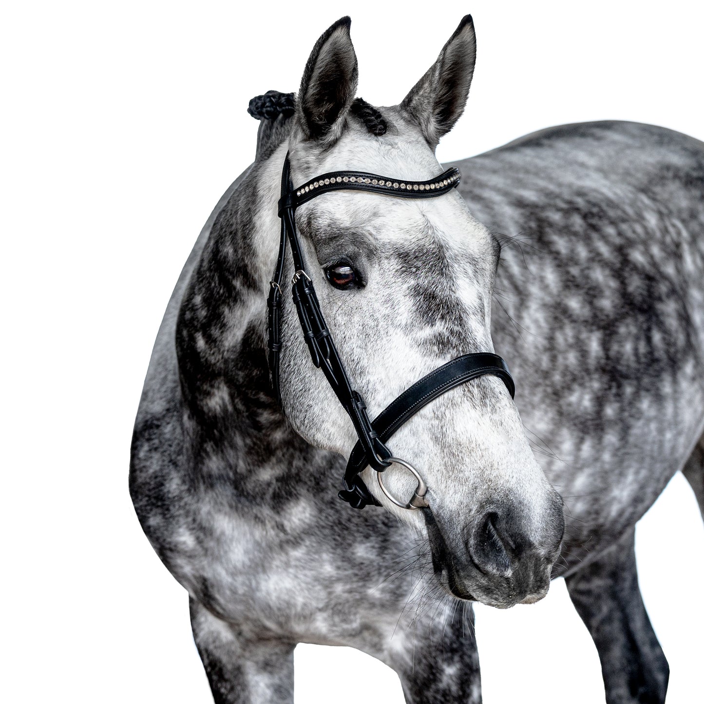 Snaffle Bridle - Virex