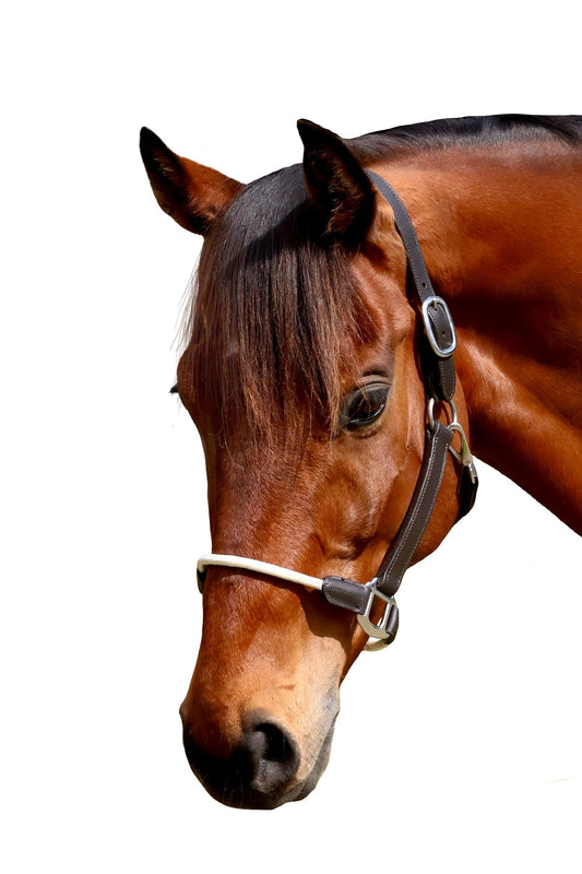 Halter - Leather and Rope - Brown